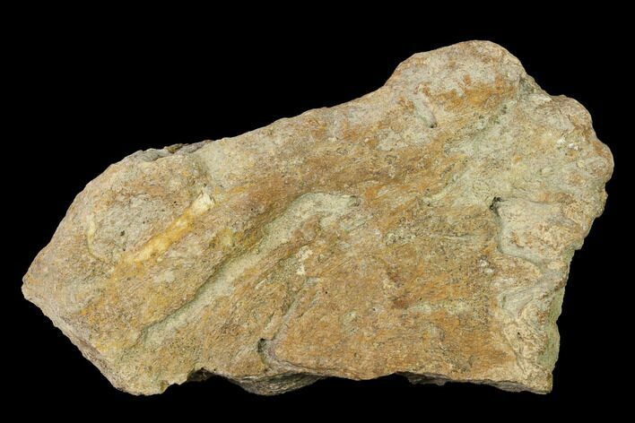 Fossil Dinosaur (Triceratops) Skull Section - North Dakota #155346